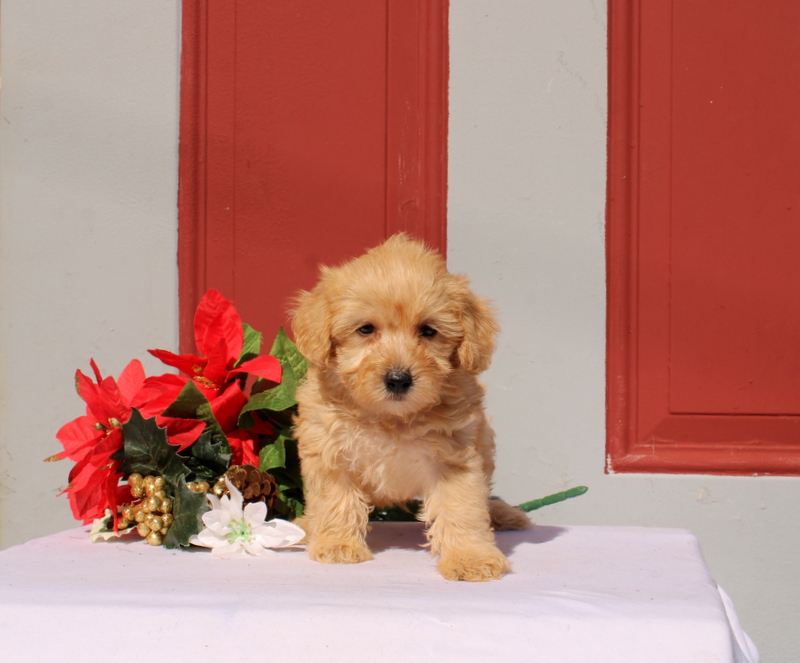 puppy, for, sale, Morkie-Poo, Matthew B. Stoltzfus, dog, breeder, Gap, PA, dog-breeder, puppy-for-sale, forsale, nearby, find, puppyfind, locator, puppylocator, aca